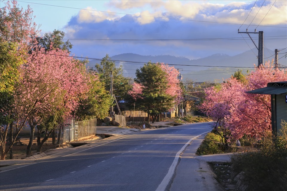 duong-mai-anh-dao