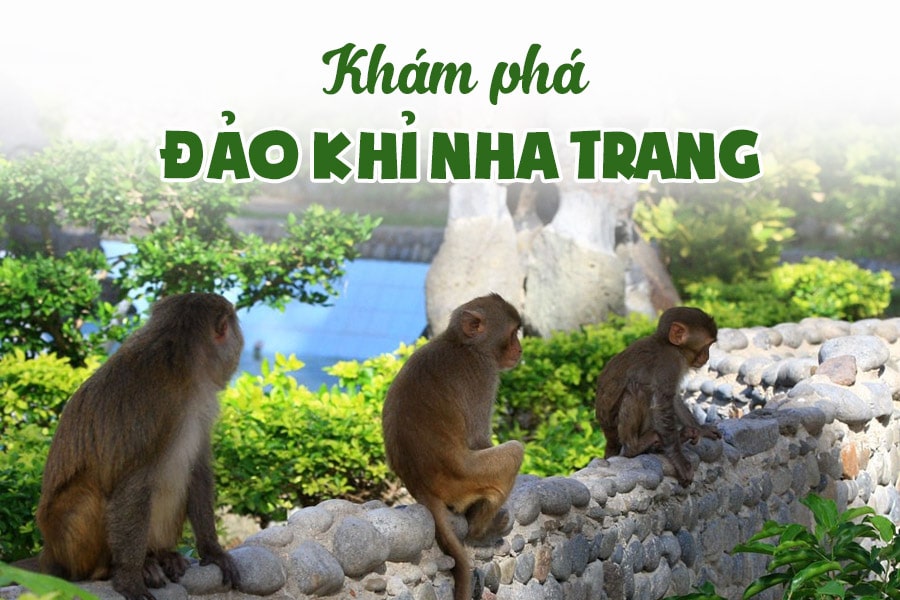 Vi Vu Khám Phá Đảo Khỉ Nha Trang